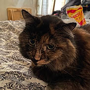 Brownie is registered to the contest to win money with this photo: cat, tortoiseshell, bedspread, patterned, indoor, feline, pet, fur, ears, whiskers, relaxed, cozy, window, curtains, clutter, bedroom, soft_light, closeup, animal, resting
