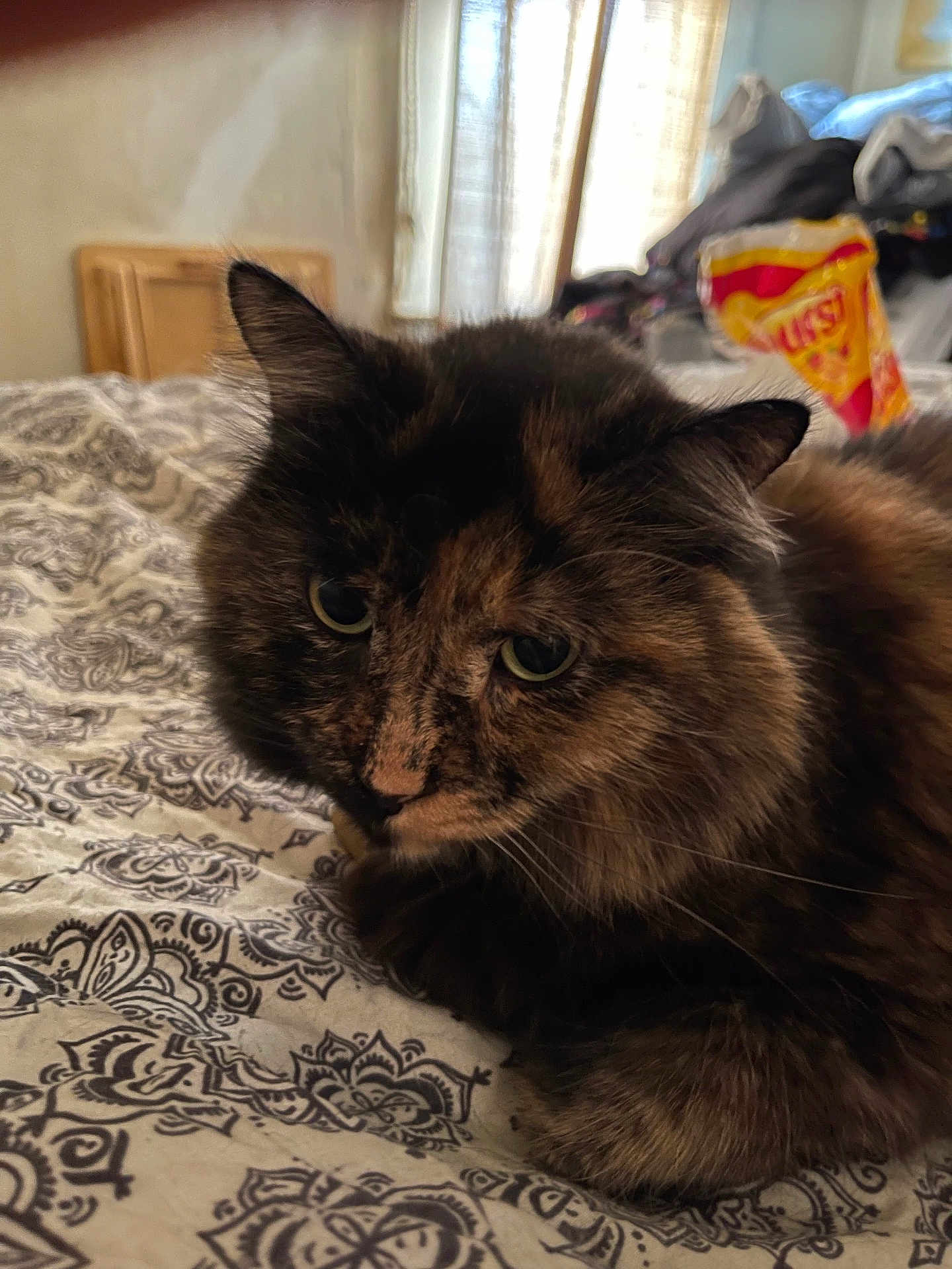 Brownie is registered to the contest to win money with this photo: cat, tortoiseshell, bedspread, patterned, indoor, feline, pet, fur, ears, whiskers, relaxed, cozy, window, curtains, clutter, bedroom, soft_light, closeup, animal, resting