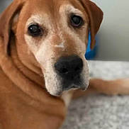 Jasper is registered to the contest to win money with this photo: animal, bed, brown_dog, canine, close_up, companion, dog, domestic_animal, ears, expression, face, fur, indoor, lying_down, nose, pet, portrait, relaxed, soft_focus, texture