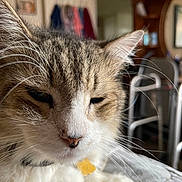 Pop Pop is registered to the contest to win money with this photo: cat, close_up, indoor, fluffy, white_fur, brown_fur, whiskers, sleepy, pet, domestic_animal, collar, feline, relaxed, fur, animal, mammal, cute, portrait, face, paw