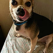 Chico joined the competition — help win amazing prizes! dog, pet, animal, tongue, licking, bed, collar, fur, canine, indoor, cute, closeup, expression, four_legs, mammal, small_dog, domestic_animal, snout, ears, eyes