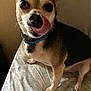 dog, pet, animal, tongue, licking, bed, collar, fur, canine, indoor, cute, closeup, expression, four_legs, mammal, small_dog, domestic_animal, snout, ears, eyes