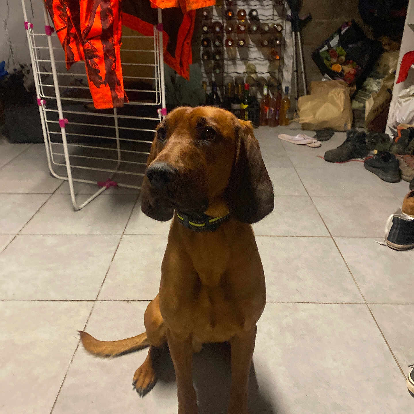 Valki a rejoint le concours — aidez-le/la à gagner de superbes lots ! animal, bags, bottle_rack, brown_dog, clothing, collar, dim_lighting, dog, drying_rack, ears, floor, indoor, looking_away, pet, shadow, shoes, sitting, storage_room, tail, tile_floor