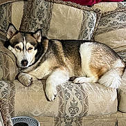 Dakota is registered to the contest to win money with this photo: blanket, close_up, couch, cozy, dog, fur, home, husky, indoor, living_room, patterned_upholstery, paws, pet, pillow, portrait, relaxed, resting, sleepy, sofa, tail