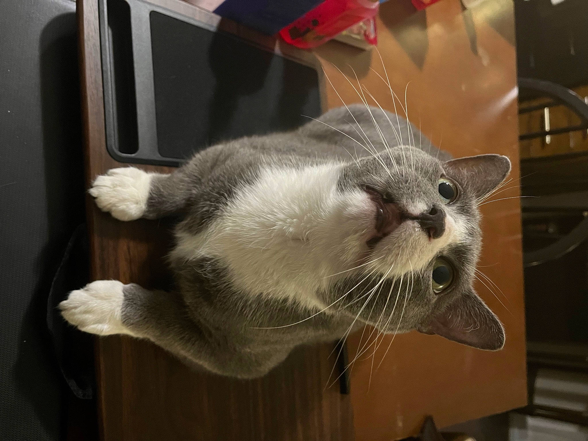 Berlioz is registered to the contest to win money with this photo: carnivore, cat, claw, comfort, domestic_short_haired_cat, fawn, felidae, fur, paw, pet_supply, small_to_medium_sized_cats, snout, tail, terrestrial_animal, whiskers