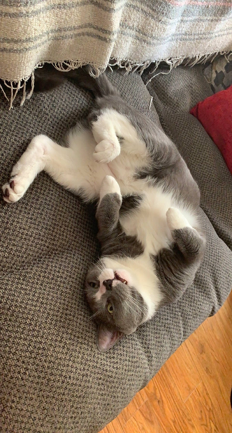 Berlioz joined the competition — help win amazing prizes! canidae, carnivore, cat, comfort, companion_dog, dog_breed, domestic_short_haired_cat, fawn, felidae, flooring, fur, grey, hardwood, paw, small_to_medium_sized_cats, snout, sporting_group, tail, whiskers, wood