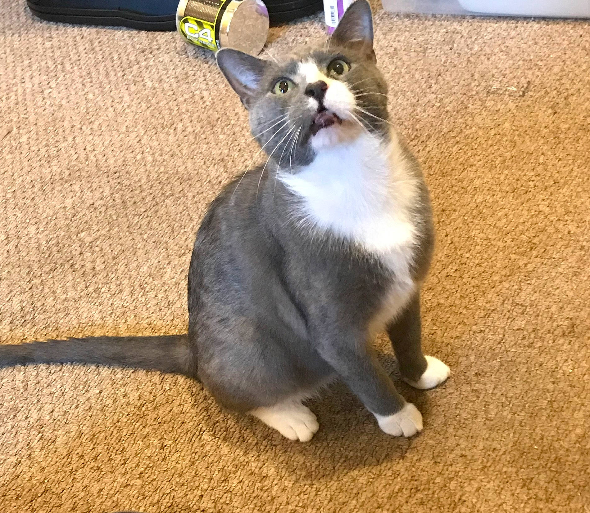 Berlioz is registered to the contest to win money with this photo: carnivore, cat, claw, comfort, domestic_short_haired_cat, fawn, felidae, flooring, foot, fur, paw, photo_caption, shadow, small_to_medium_sized_cats, snout, tail, terrestrial_animal, whiskers, window