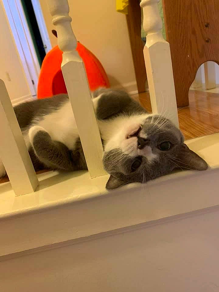 Berlioz joined the competition — help win amazing prizes! carnivore, cat, cat_bed, cat_supply, comfort, domestic_short_haired_cat, felidae, fur, grey, hardwood, paw, pet_supply, room, small_to_medium_sized_cats, tail, textile, toy, whiskers, window, wood