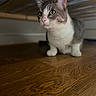 Grisou participe au concours pour gagner de l'argent avec cette photo : cat, indoor, wooden_floor, under_bed, curious, alert, feline, pet, whiskers, ears, flooring, quiet, home, animal, mammal, domestic, crouching, close_up, brown, white