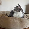 Grisou a rejoint le concours — aidez-le/la à gagner de superbes lots ! cat, pet, animal, feline, bed, soft, fluffy, cozy, relaxed, indoor, fur, whiskers, side_view, resting, comfort, cute, domestic, mammal, sleepy, quiet