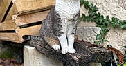 Grisou a rejoint le concours — aidez-le/la à gagner de superbes lots ! cat, animal, outdoor, wooden_plank, ivy, leaves, crate, stone, nature, pet, fur, sitting, gray_and_white, whiskers, ears, nose, eyes, quiet, calm, texture
