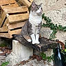 cat, animal, outdoor, wooden_plank, ivy, leaves, crate, stone, nature, pet, fur, sitting, gray_and_white, whiskers, ears, nose, eyes, quiet, calm, texture