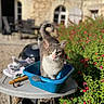 cat, animal, pet, blue_basin, table, outdoor, garden, flowers, greenery, stone_building, window, shoes, sunlight, daylight, nature, curious, feline, whiskers, tail, paws