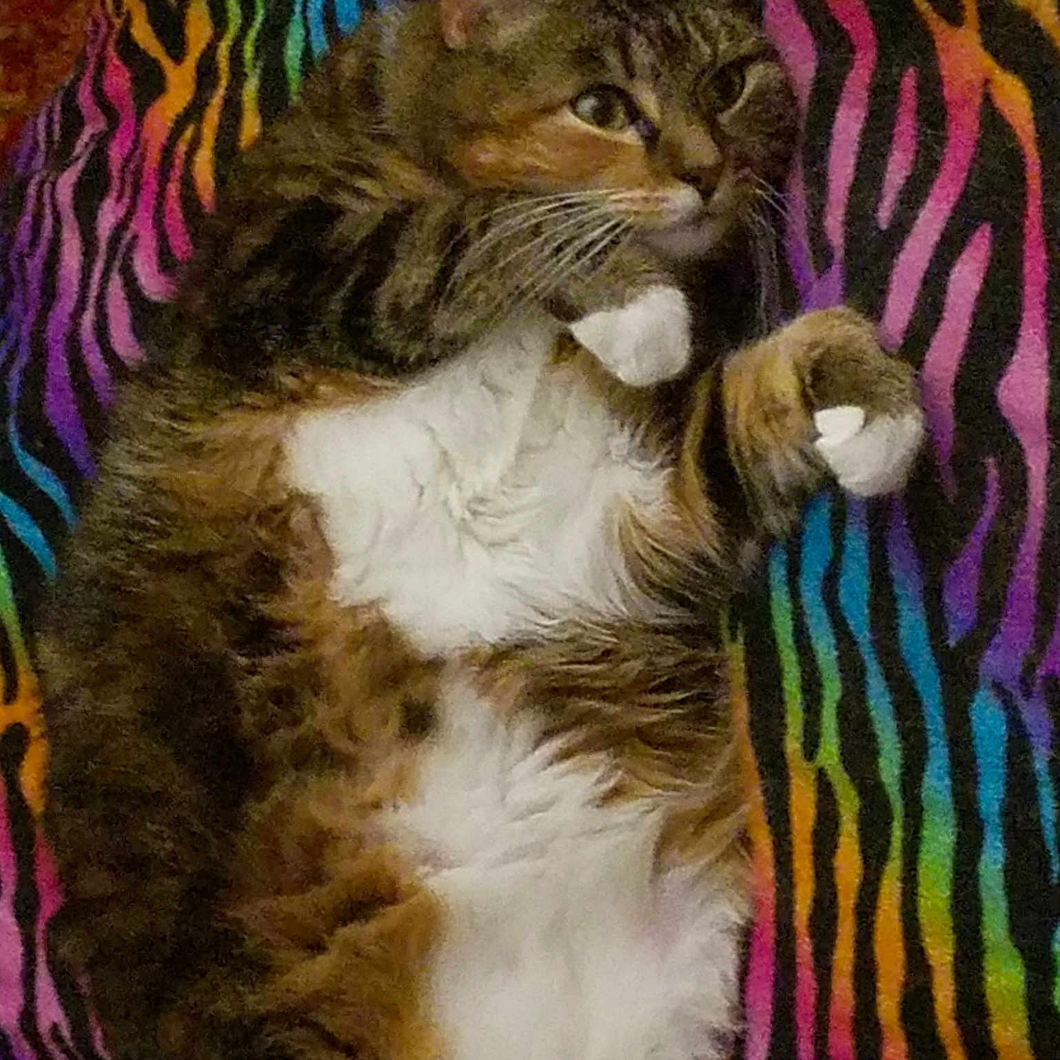 Smooshie