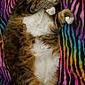 cat, tabby_cat, white_chest, pet, feline, animal, lying_down, relaxed, portrait, whiskers, ears, paws, fur, striped_blanket, colorful, indoor, cozy, closeup, playful, sleepy