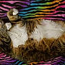 cat, tabby, white_fur, fluffy, lying_down, belly_up, paws, whiskers, eyes, ears, animal, pet, domestic_cat, colorful_blanket, zebra_pattern, indoor, relaxed, playful, portrait, cozy