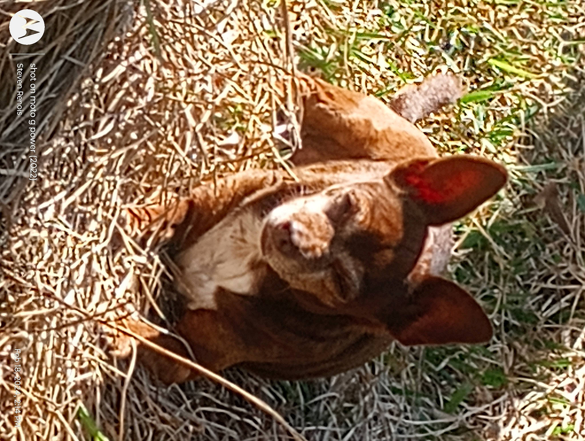 Sparkles joined the competition — help win amazing prizes! canidae, dog_breed, event, fawn, felidae, grass, liver, natural_material, organism, pattern, snout, sporting_group, suidae, tail, terrestrial_animal, trunk, whiskers, wildlife, wood, working_animal