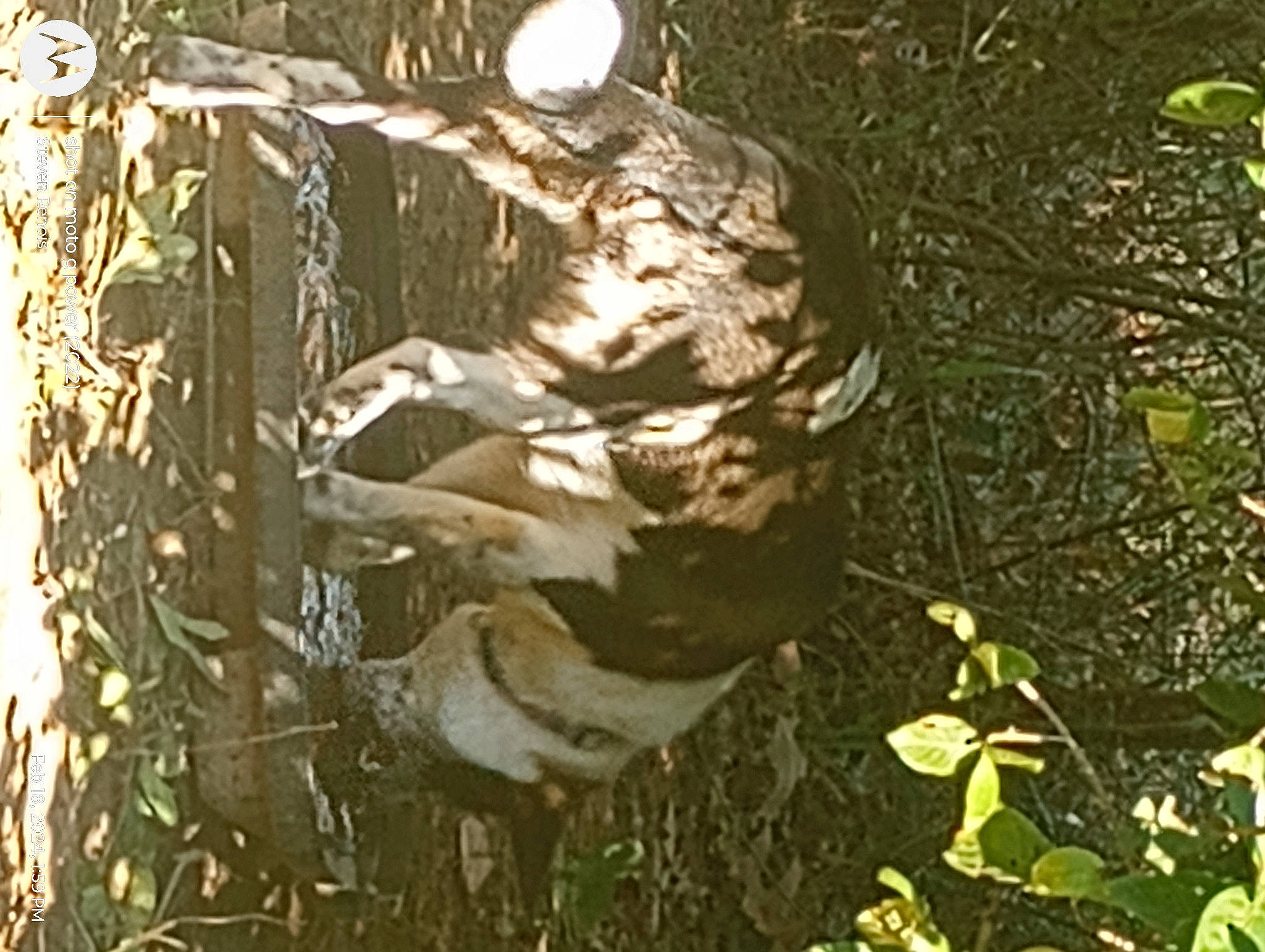 Marley Kaye Rose Renois is registered to the contest to win money with this photo: camouflage, felidae, forest, grass, jungle, military_camouflage, northern_hardwood_forest, organism, pattern, plant, soil, temperate_broadleaf_and_mixed_forest, terrestrial_animal, terrestrial_plant, trunk, twig, wildlife, wood, woodland