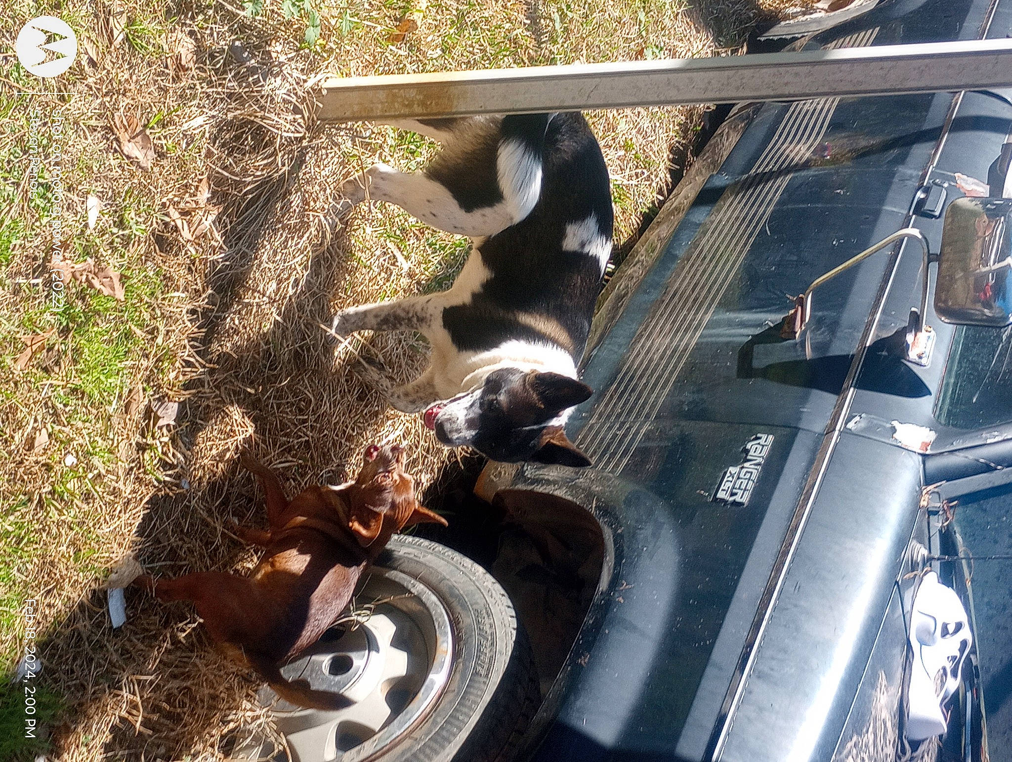 Marley Kaye Rose Renois joined the competition — help win amazing prizes! alloy_wheel, auto_part, automotive_exterior, automotive_tire, bumper, carnivore, fender, hood, hubcap, motor_vehicle, plant, rim, synthetic_rubber, tints_and_shades, tire, tire_care, tread, vehicle, vehicle_door, wheel