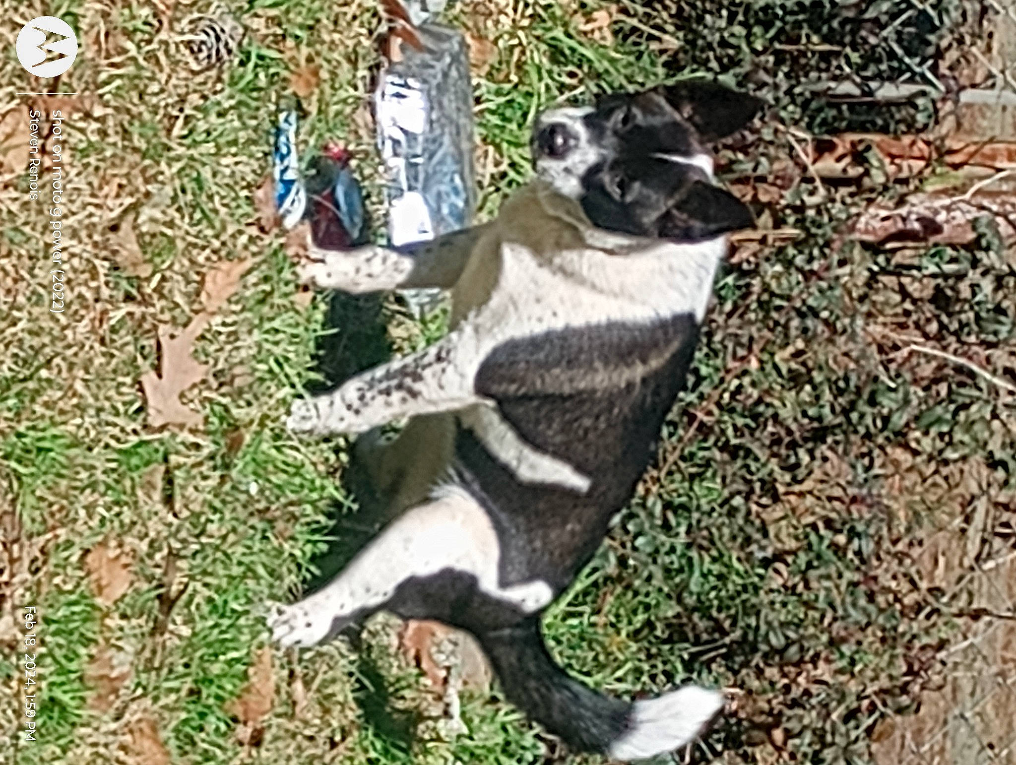 Marley Kaye Rose Renois is registered to the contest to win money with this photo: canidae, carnivore, claw, companion_dog, dog, dog_breed, grass, non_sporting_group, paw, plant, snout, soil, sporting_group, tail, terrestrial_animal, working_animal, working_dog