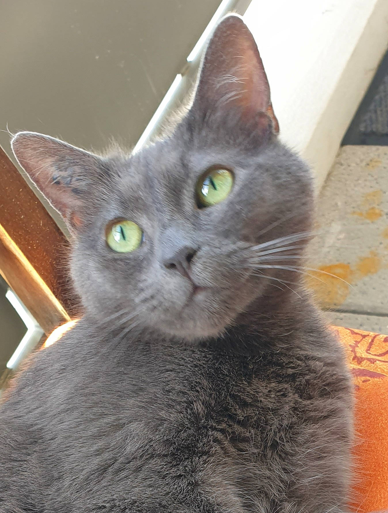 Kali participe au concours pour gagner de l'argent avec cette photo : carnivore, cat, domestic_short_haired_cat, ear, felidae, fur, grey, russian_blue, small_to_medium_sized_cats, snout, tail, whiskers