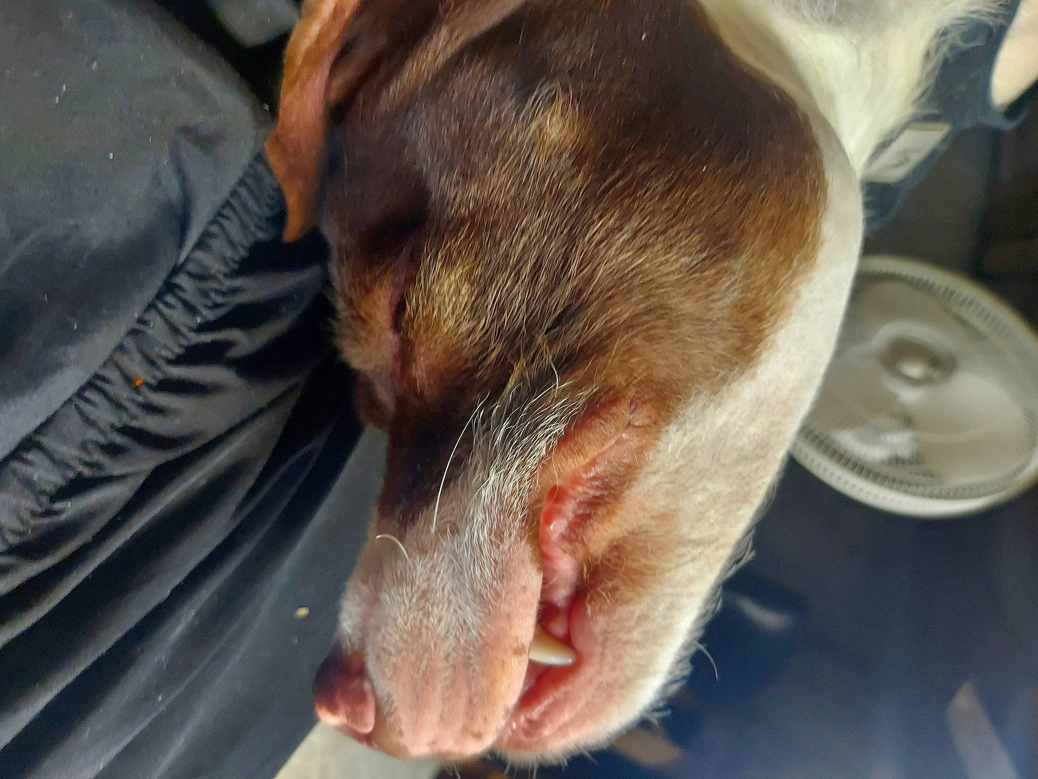 Danny is registered to the contest to win money with this photo: carnivore, collar, comfort, companion_dog, dishware, dog, dog_breed, fur, guard_dog, kitchen_utensil, liver, paw, plate, platter, serveware, snout, tableware, terrestrial_animal, whiskers, working_animal