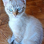 Neo a rejoint le concours — aidez-le/la à gagner de superbes lots ! kitten, cat, blue_eyes, sitting, chair, woven_chair, indoor, wooden_furniture, floor_tiles, whiskers, fur, pet, domestic_animal, curious, close_up, young_cat, animal, cute, feline, home