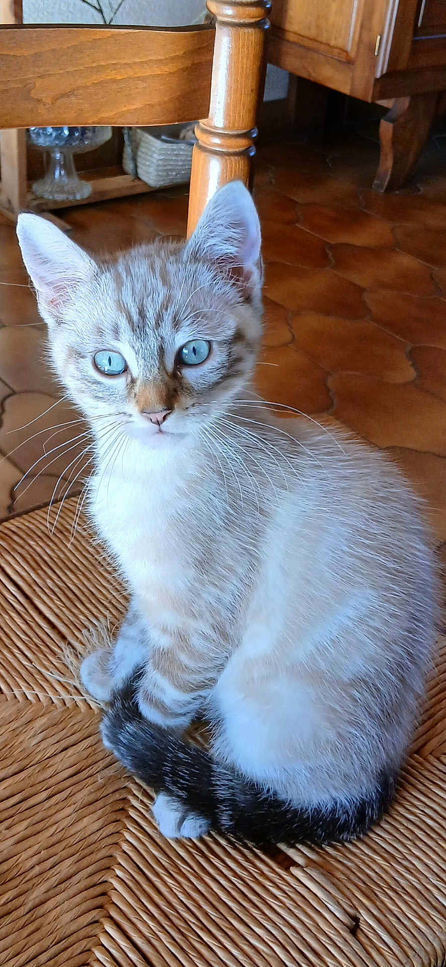 Neo a rejoint le concours — aidez-le/la à gagner de superbes lots ! kitten, cat, blue_eyes, sitting, chair, woven_chair, indoor, wooden_furniture, floor_tiles, whiskers, fur, pet, domestic_animal, curious, close_up, young_cat, animal, cute, feline, home