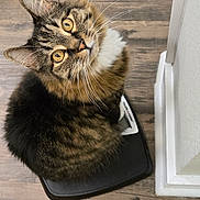 Tigger joined the competition — help win amazing prizes! animal, black, brown, cat, close_up, curious, digital_scale, domestic_cat, feline, floor, fur, indoor, looking_up, pet, scale, tabby, whiskers, white, wooden_floor