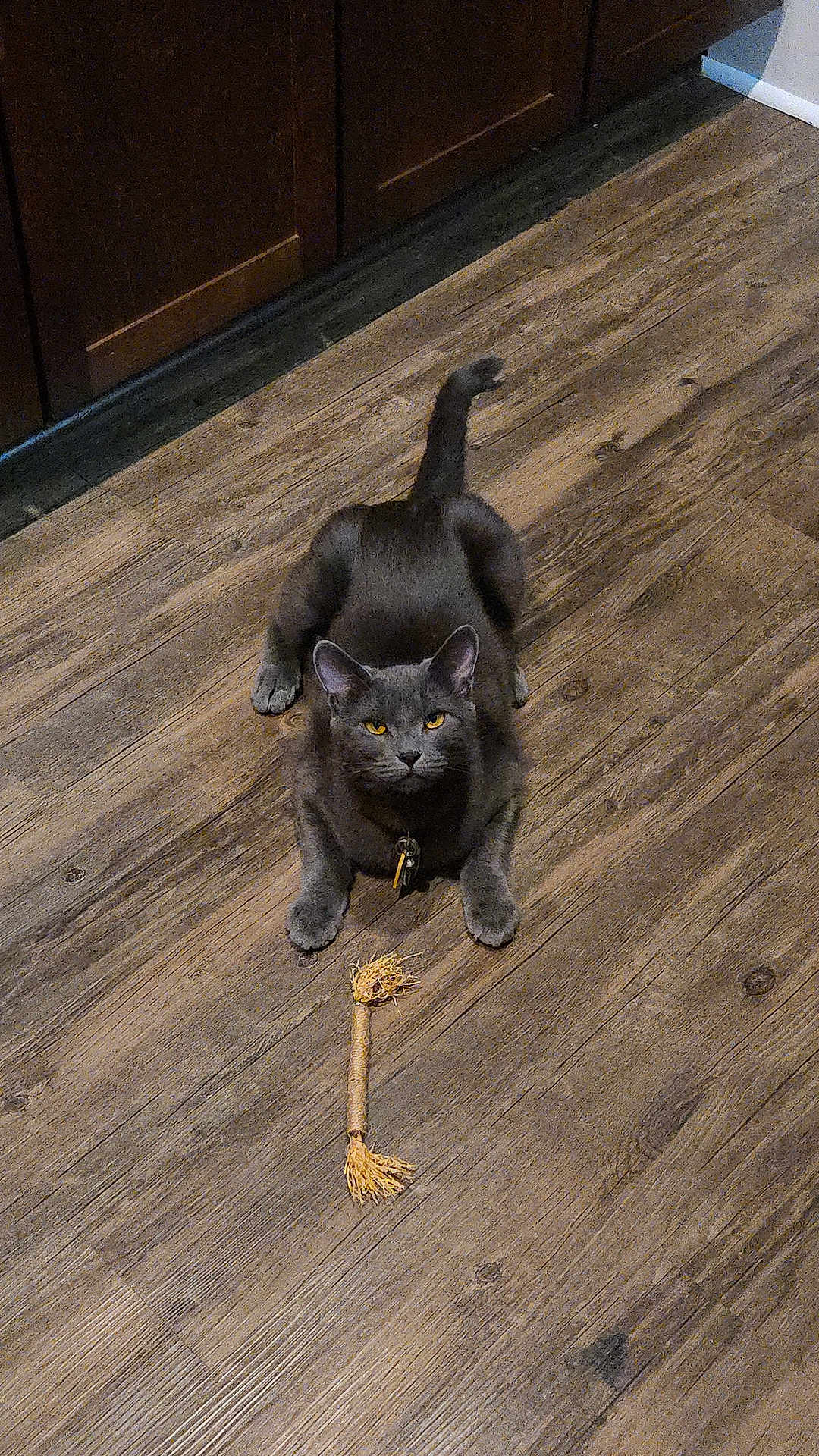 Perky is registered to the contest to win money with this photo: animal, cat, collar, crouching, domestic_cat, ears, feline, flooring, gray_cat, indoor, looking_up, pet, playful, rope_toy, tail, toy, whiskers, wood, wooden_floor, yellow_eyes