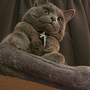 Perky joined the competition — help win amazing prizes! cat, cat_tree, close_up, collar, cozy, curtain, ears, feline, fur, green_eyes, grey_cat, indoor, looking_up, low_angle, pet, plush, portrait, regal, tag, whiskers