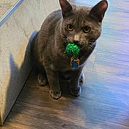 Perky joined the competition — help win amazing prizes! animal, cat, closeup, collar, curious, ears, feline, floor, gray_cat, green_toy, indoor, pet, pom_pom, shadow, sitting, tag, toy, wall, whiskers, wooden_floor