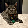 Perky joined the competition — help win amazing prizes! bed, bedspread, cat, closeup, collar, curious, domestic_cat, ears, feline, fur, gray_cat, green_ball, indoor, looking, paws, pet, resting, tags, toy, whiskers