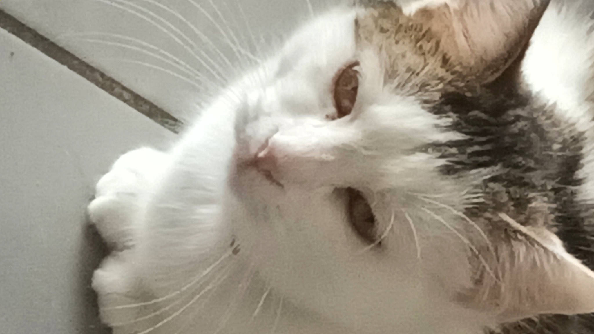 Taiina a rejoint le concours — aidez-le/la à gagner de superbes lots ! carnivore, cat, domestic_short_haired_cat, ear, felidae, fur, monochrome, monochrome_photography, paw, small_to_medium_sized_cats, whiskers