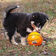 Charlie joined the competition — help win amazing prizes! puppy, dog, basketball, grass, outdoor, animal, cute, black_and_tan, fur, pet, playing, nature, small, young, leaf, daylight, adorable, curious, ground, toy