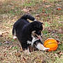 Charlie joined the competition — help win amazing prizes! puppy, dog, grass, leaves, autumn, orange_basketball, playful, young_dog, outdoor, animal, pet, nature, fur, black_and_white, cute, small, paw, tongue_out, field, daylight