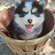 Baby joined the competition — help win amazing prizes! puppy, dog, husky, blue_eyes, fluffy, basket, outdoor, sunlight, happy, tongue_out, pet, animal, cute, nature, wood, smiling, young, small, fur, playful