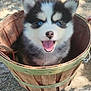 puppy, dog, husky, blue_eyes, fluffy, basket, outdoor, sunlight, happy, tongue_out, pet, animal, cute, nature, wood, smiling, young, small, fur, playful