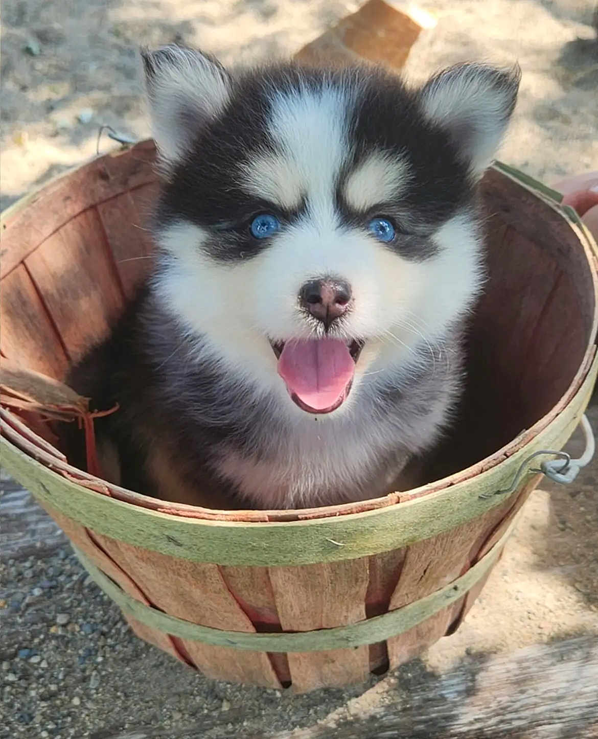 Baby joined the competition — help win amazing prizes! puppy, dog, husky, blue_eyes, fluffy, basket, outdoor, sunlight, happy, tongue_out, pet, animal, cute, nature, wood, smiling, young, small, fur, playful
