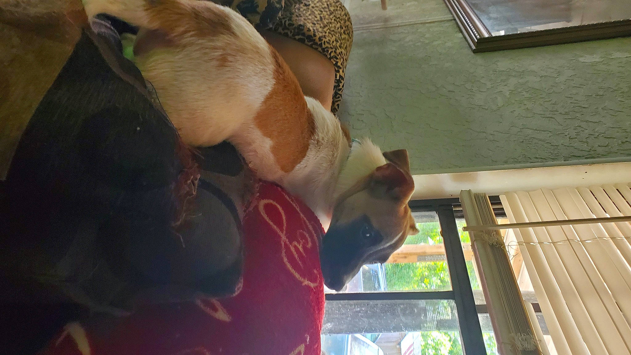 Gracie joined the competition — help win amazing prizes! abdomen, cat, chest, elbow, eyewear, fashion_accessory, fawn, felidae, fun, glasses, hat, human_leg, leisure, sun_hat, sunglasses, thigh, tree, trunk, window, wood