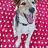 Syrius a rejoint le concours — aidez-le/la à gagner de superbes lots ! animal, blanket, canine, closeup, collar, companion, cute, dog, friendly, fur, happy, heart_pattern, joyful, outdoor, pet, red, sitting, smiling, tongue_out, white