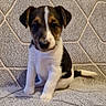adorable, animal, black_and_white, blanket, brown, companion, cute, dog, ears, fur, indoor, looking, pattern, pet, puppy, sitting, small, tail, texture, young