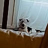 Syrius participe au concours pour gagner de l'argent avec cette photo : black, brown, collar, couch, cozy, curious, curtain, dog, fabric, fur, home, indoor, light, peeking, pet, resting, shadow, soft_light, white, window