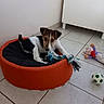 animal, brown_and_white, canine, corner, cute, dog, domestic, furniture, indoor, pet_bed, playful, puppy, relaxing, rope_toy, small_dog, soccer_ball, stuffed_animal, tile_floor, toy, young_dog