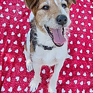 Syrius participe au concours pour gagner de l'argent avec cette photo : animal, blanket, canine, closeup, collar, cute, dog, friendly, fur, happy, heart_pattern, outdoor, pet, playful, red, sitting, smiling, texture, tongue_out, white