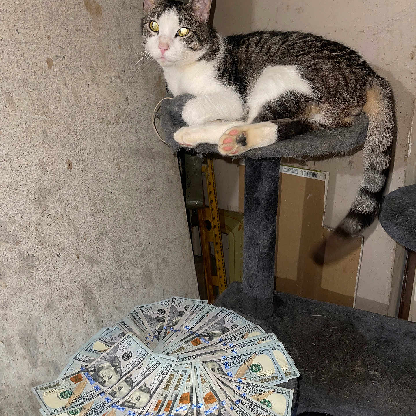 Winston joined the competition — help win amazing prizes! abyssinian, animal, cat, chair, egyptiancat, face, furniture, head, kitten, manx, money, number, paper, person, pet, sundial, symbol, table, text, urban