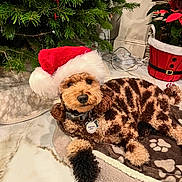 Charlie is registered to the contest to win money with this photo: dog, santa_hat, christmas_tree, poinsettia, blanket, paw_print, bed, indoor, holiday, decor, fur, brown, curly_fur, pet, relaxed, collar, service_dog_tag, floor, festive, cute