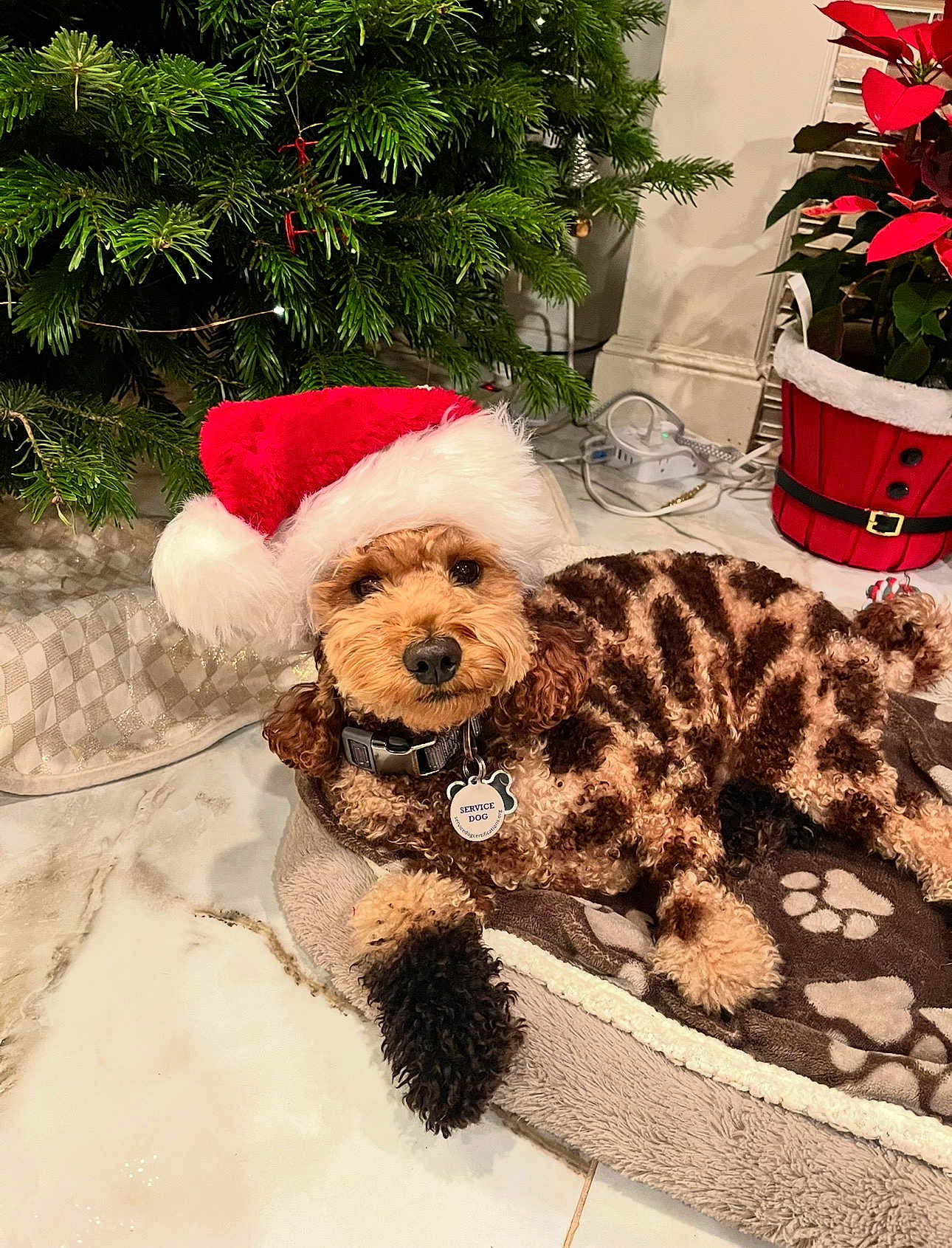 Charlie is registered to the contest to win money with this photo: dog, santa_hat, christmas_tree, poinsettia, blanket, paw_print, bed, indoor, holiday, decor, fur, brown, curly_fur, pet, relaxed, collar, service_dog_tag, floor, festive, cute