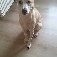 Wilson participe au concours pour gagner de l'argent avec cette photo : carnivoran, corgi_chihuahua, dog, dog_breed, dog_breed_group, dog_like_mammal, rare_breed_dog, snout, sporting_group, street_dog