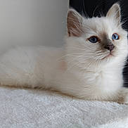 Tsuki a rejoint le concours — aidez-le/la à gagner de superbes lots ! kitten, cat, white_cat, blue_eyes, fluffy, pet, animal, feline, cute, domestic_cat, lying_down, whiskers, soft_texture, indoor, closeup, young_animal, resting, peaceful, portrait, fur